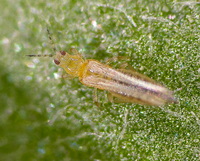 dendrothrips-ornatus_fagyaltripsz