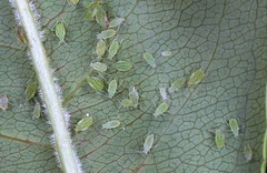 galagonya-leveltetu_rhopalosiphum-insertum