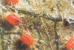 galagonya-takacsatka_tetranychus-viennensis