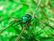 lamprodila-festiva-beetle