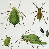 Levéltetvek leveltetu_aphis-pomi