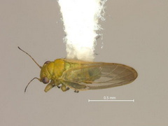 selyemakac-levelbolha_acizzia-jamatonica_02-240x180.jpg