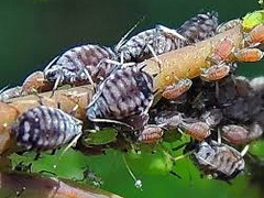 spiraea-leveltetu_aphis-spiraeaphaga