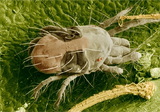 Takácsatka takacsatka_tetranychus-urticae